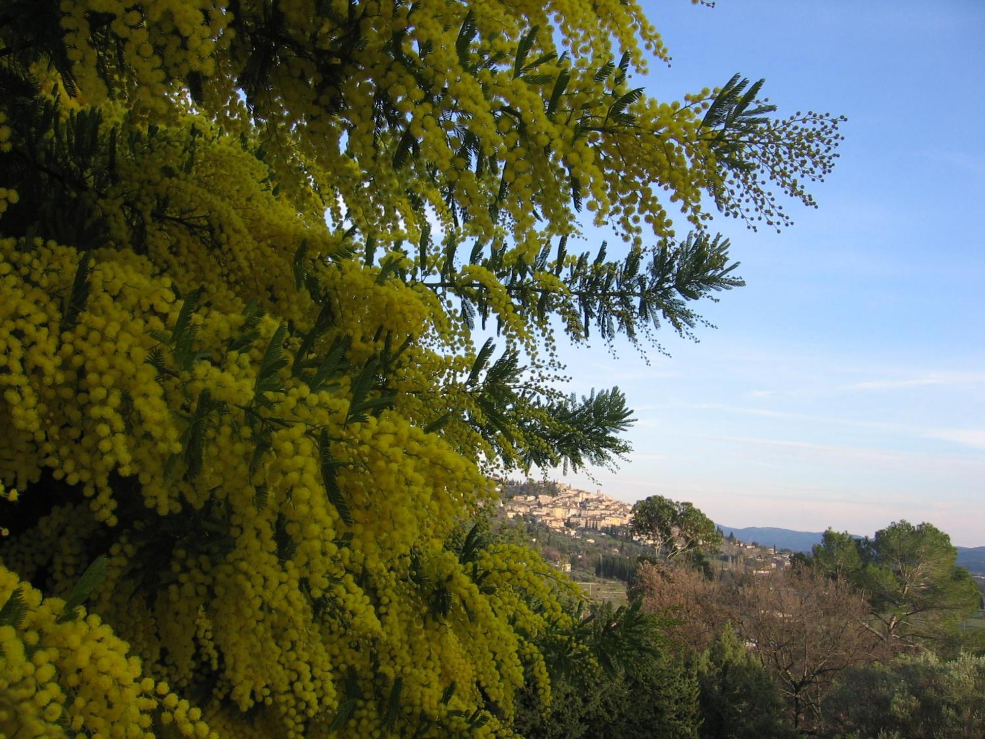 Les Genets Villa Fayence Buitenkant foto