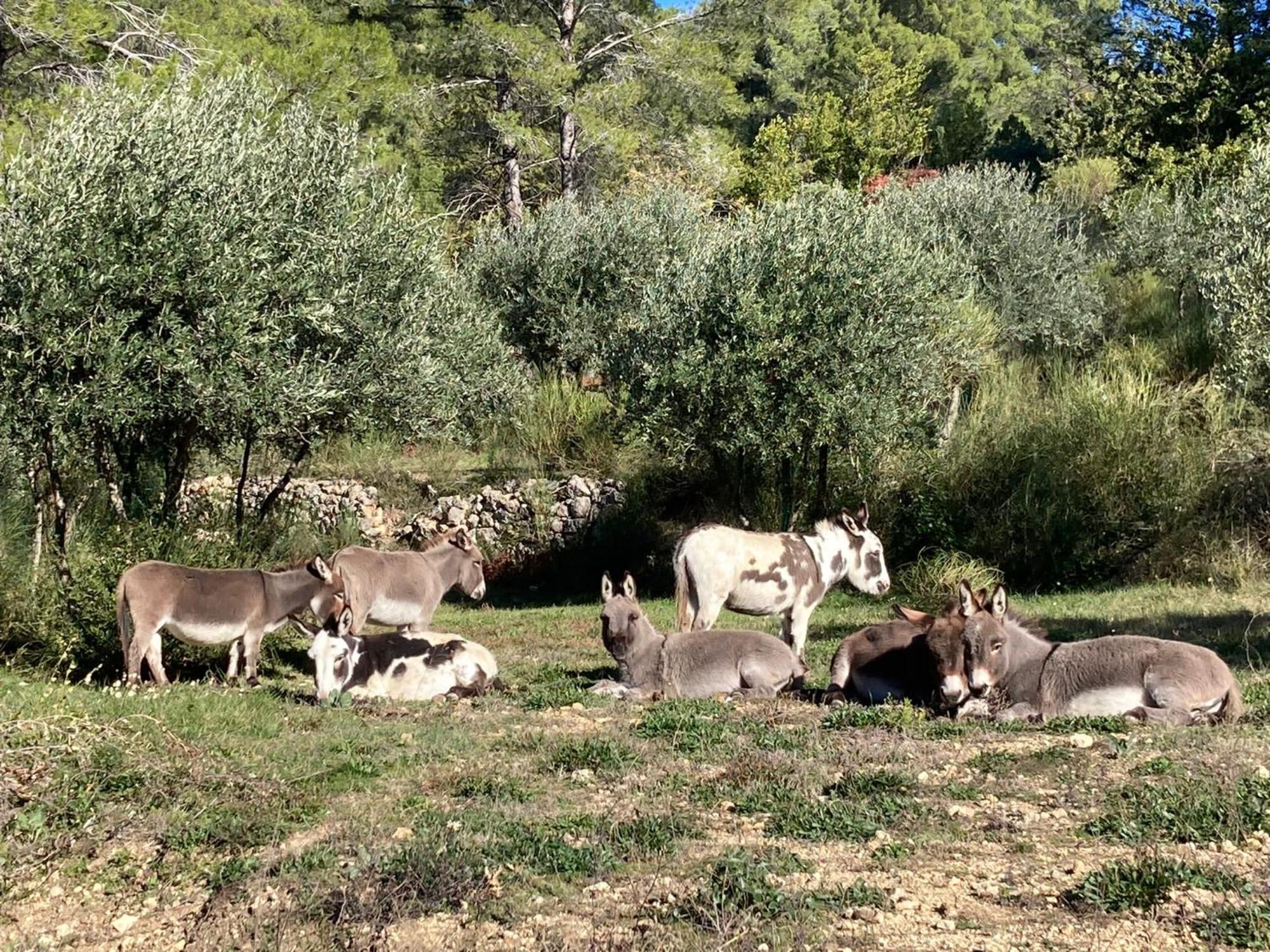 Les Genets Villa Fayence Buitenkant foto
