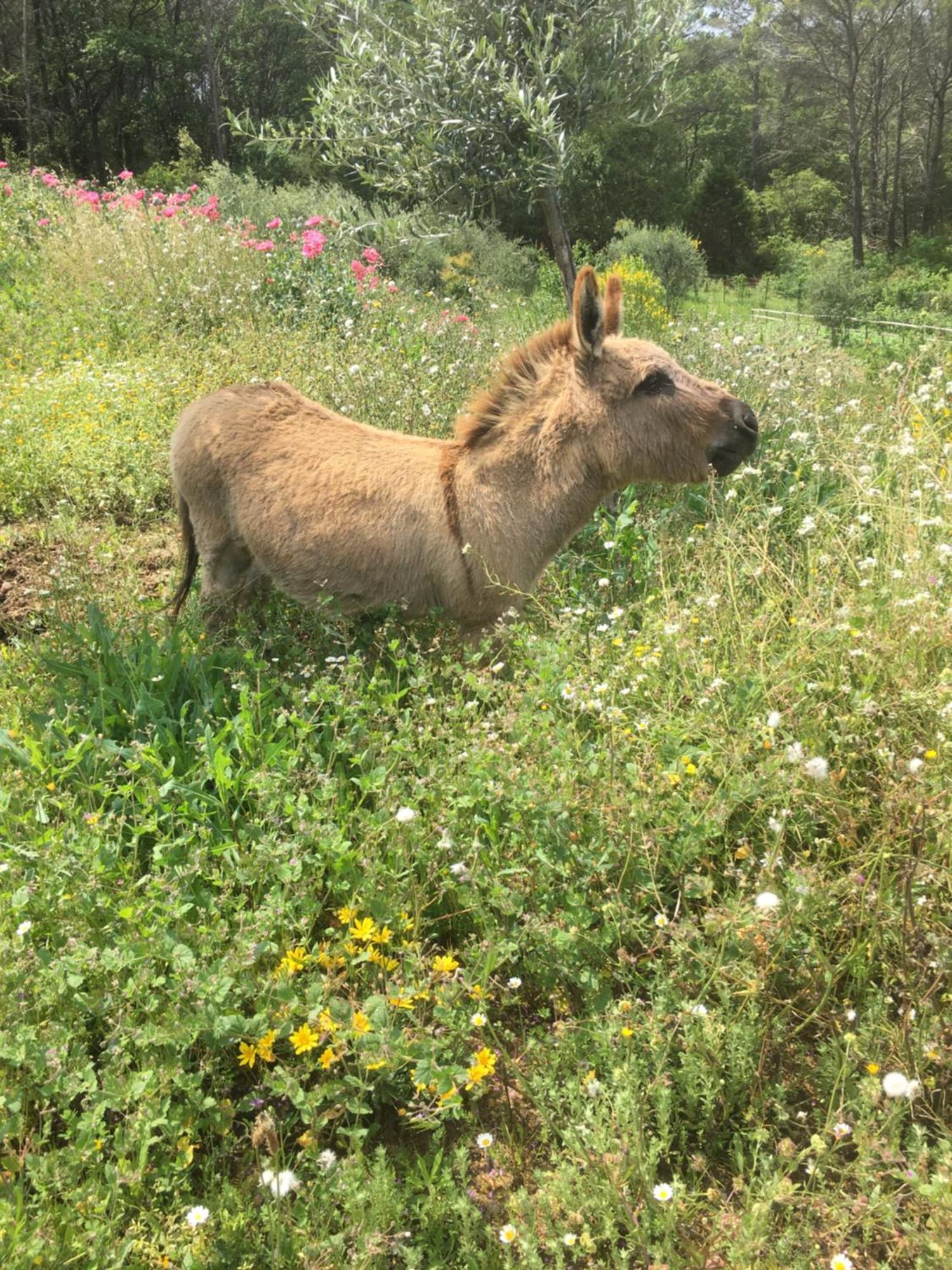 Les Genets Villa Fayence Buitenkant foto
